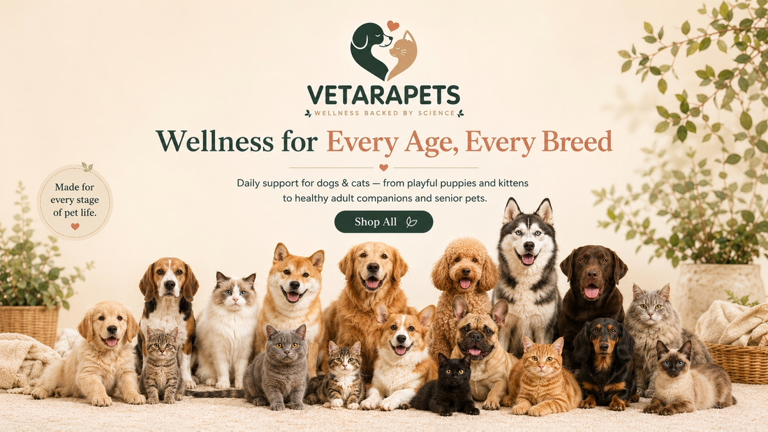 Modern Pet Wellness Starts Here